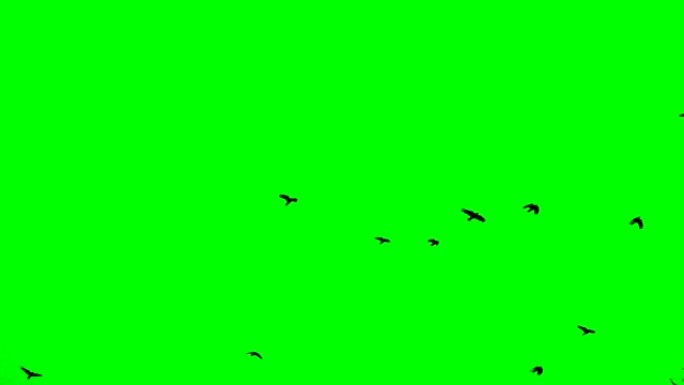 一群黑乌鸦在绿屏慢动作上向上飞。