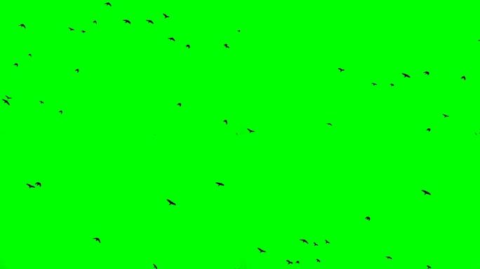 一群黑乌鸦在绿屏慢动作上向上飞。