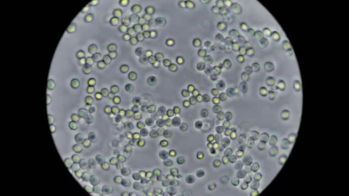 显微镜下酵母