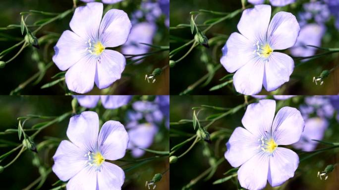蓝色花朵植物亚麻开花