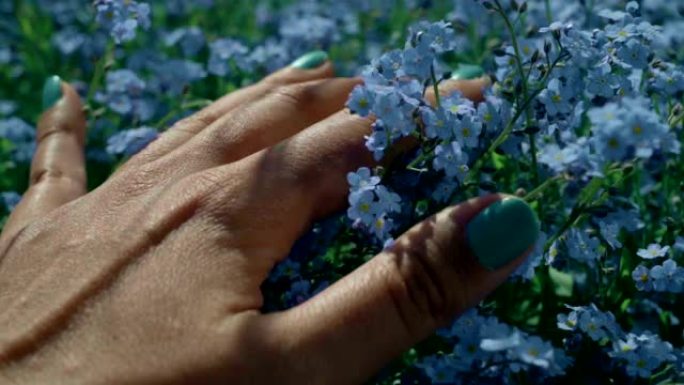女人的手触摸美丽的蓝色勿忘我的花朵的特写。通过皮肤感受美好的世界。触觉