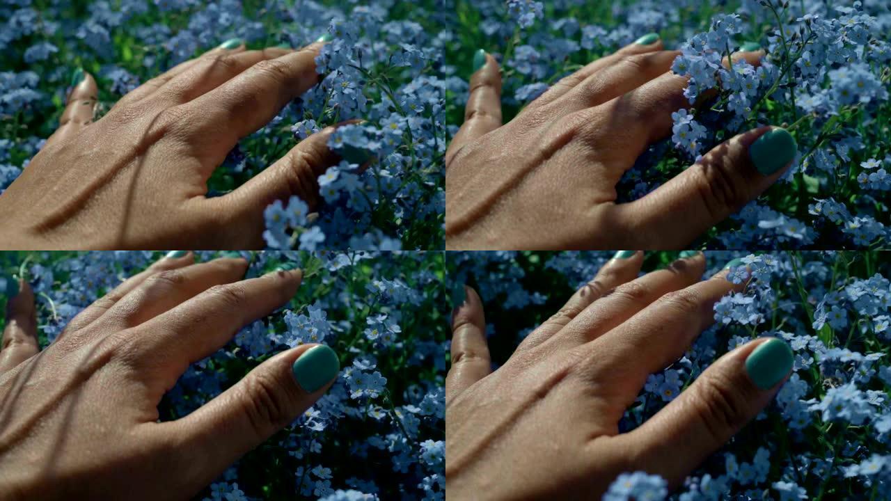 女人的手触摸美丽的蓝色勿忘我的花朵的特写。通过皮肤感受美好的世界。触觉