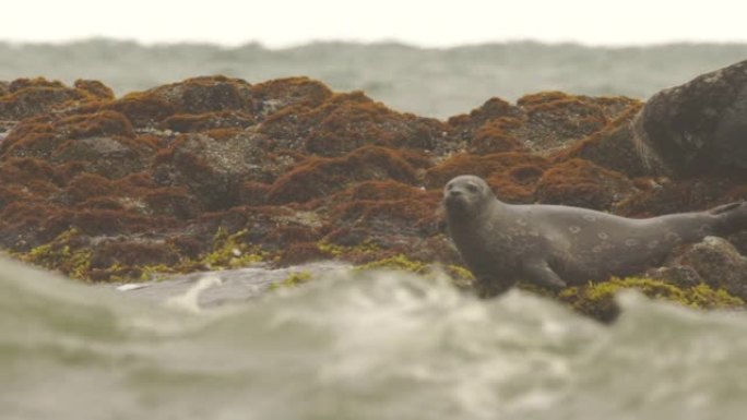 斑海豹 (Phoca vitulina stejnegeri)