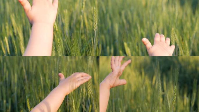 孩子的手在日落时触摸绿色的麦穗，特写
