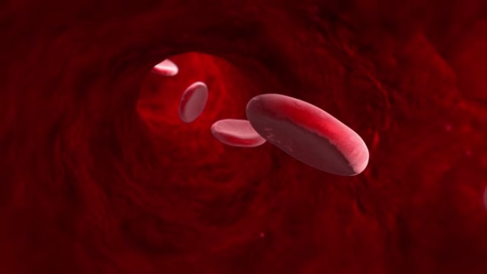 血细胞 (静脉，动脉，毛细血管)。3D动画