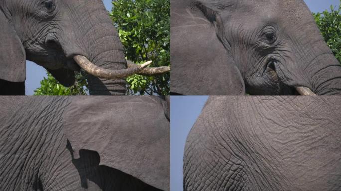 大象吃树叶的特写镜头