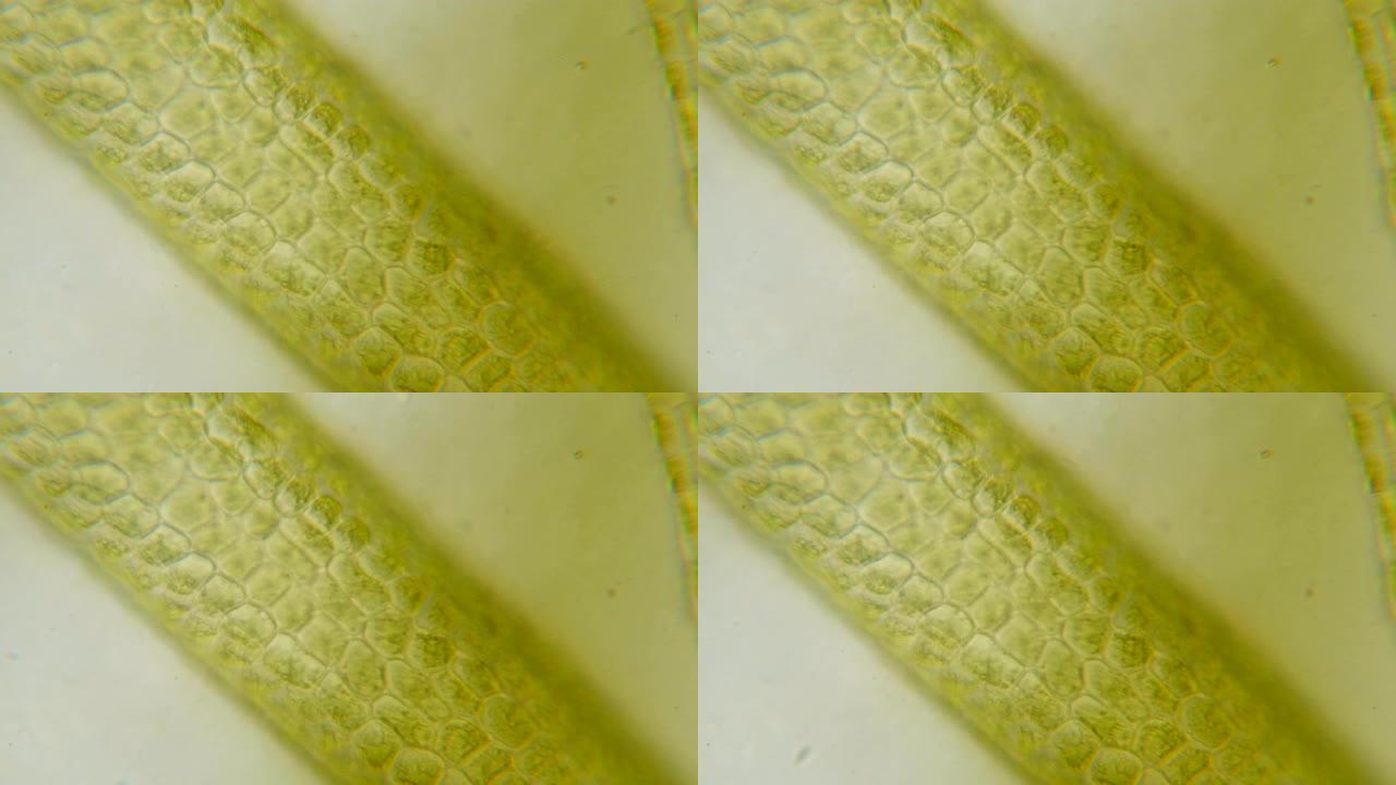 显微镜下的叶绿体。植物细胞中的叶绿体。叶片表面细胞结构图，显微镜下显示植物细胞。显微镜下的绿色植物细