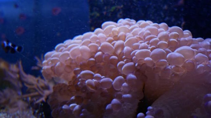 深海中五颜六色的珊瑚。