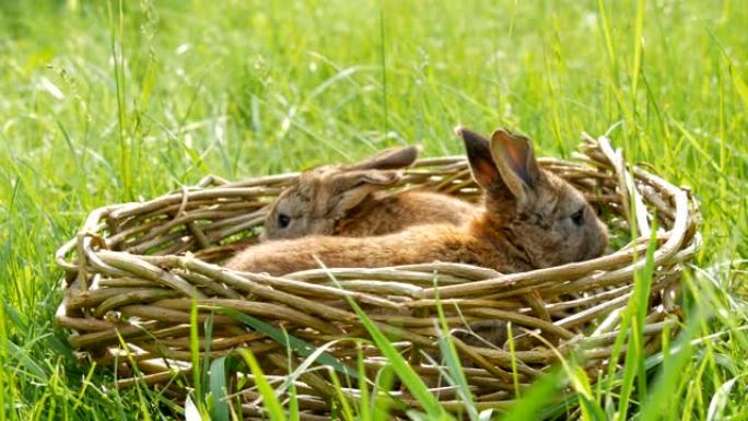 两只新生的小每周可爱的蓬松兔子在绿草的柳条篮子里