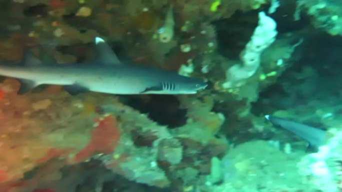 少年白尖礁鲨游入珊瑚洞中