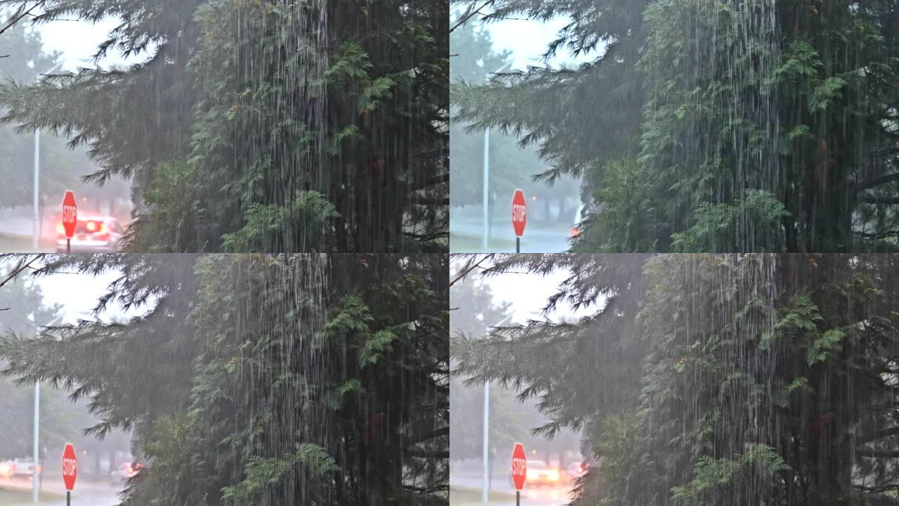 绿色植物在下雨的时候，夏天的雨水在道路上形成水流。