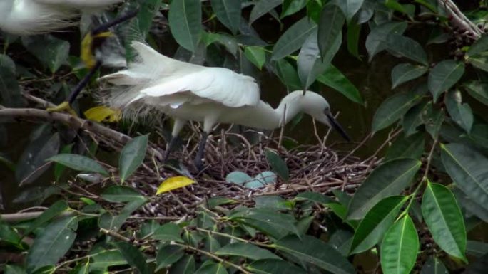 白鹭在湖上的一棵树上产卵并在巢中交配