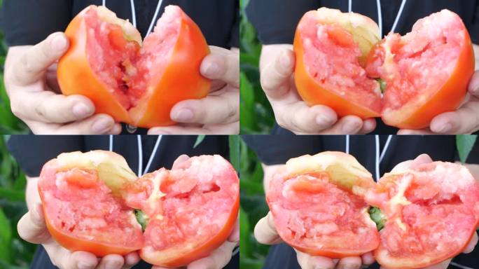 西红柿慢动作