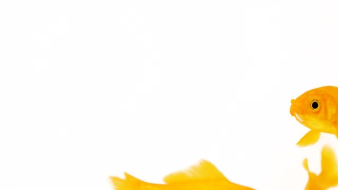 白色背景镜头上的一组黄色彗星金鱼