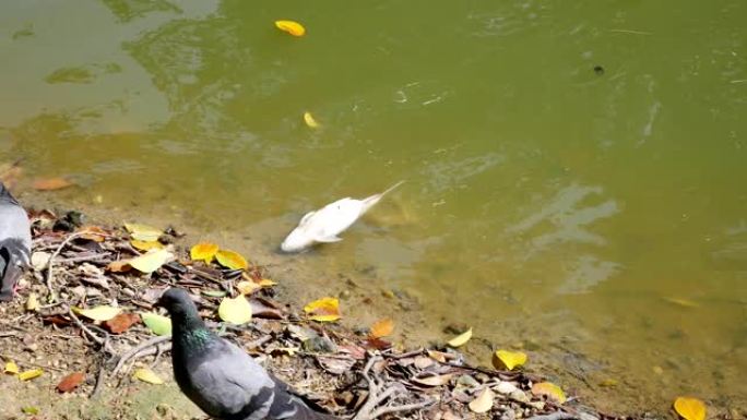 死鱼漂浮在有毒污染的化学中毒水中