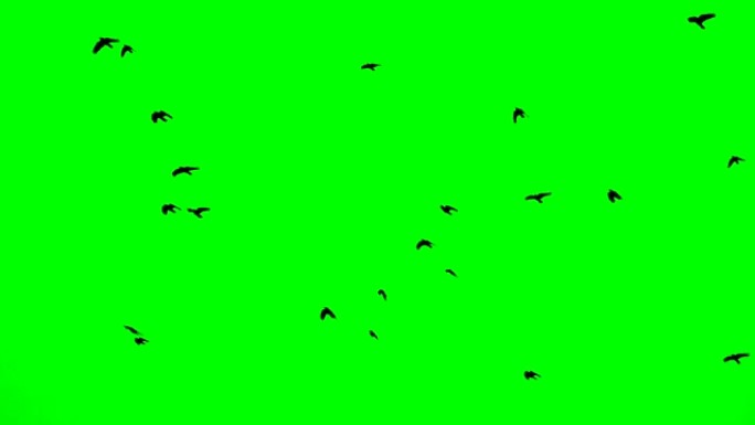 一群黑乌鸦在绿屏上向上飞舞。