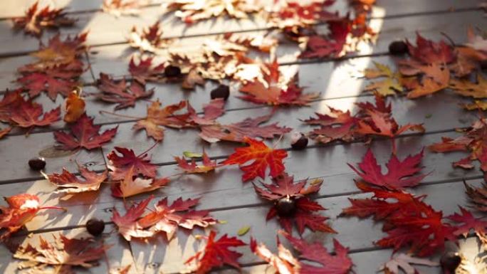 秋天的颜色。灰色木质背景上的红色枫叶。选择性聚焦。