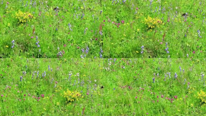 草地上满是大胡子的风铃草。全画幅。