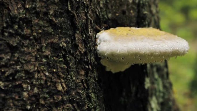 白俄罗斯别列津斯基生物圈保护区。秋季雨天树干上的多孔菌。多孔菌也称为托槽菌，其木质子实体称为Conk