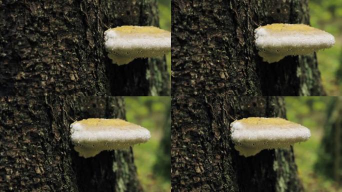 白俄罗斯别列津斯基生物圈保护区。秋季雨天树干上的多孔菌。多孔菌也称为托槽菌，其木质子实体称为Conk