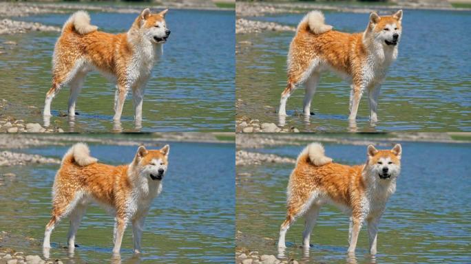 秋田芝犬日本狗在河沙滩上抖水，超慢动作。森林背景