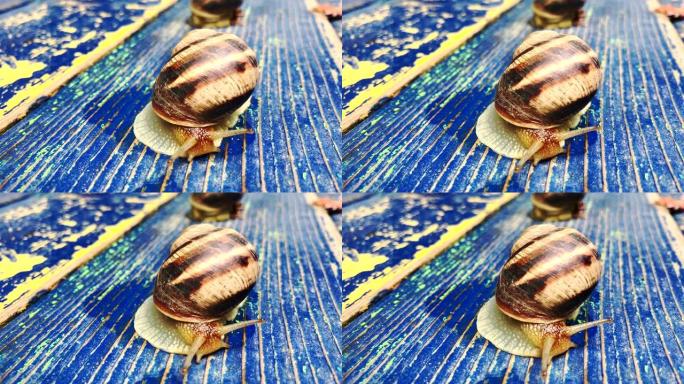 木制背景上的葡萄蜗牛
