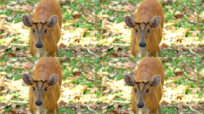 自然中的野生动物雌鹿泰国国家公园森林-视频片段4k