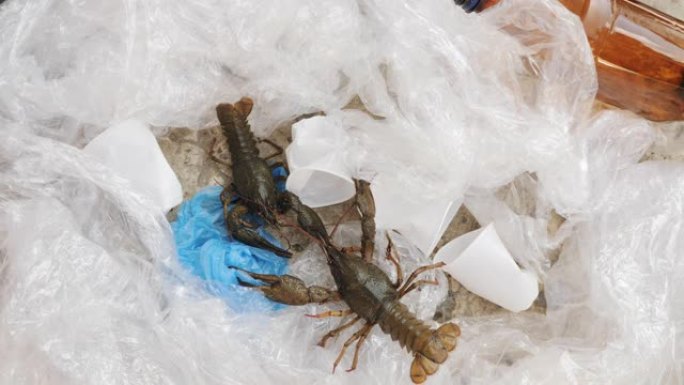 塑料废料中的两只小龙虾