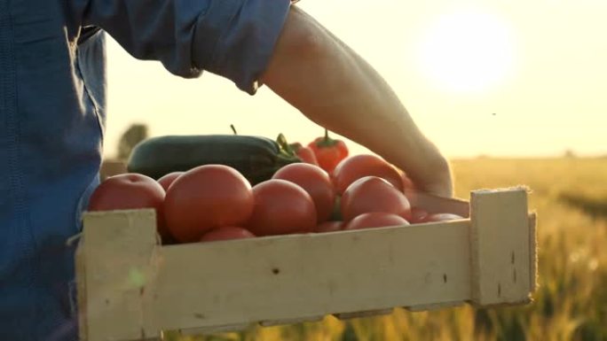 男人农夫在日落田里拿着一盒有机蔬菜: 胡萝卜，土豆，西葫芦，西红柿。农贸市场: 有机农业。农业农场收