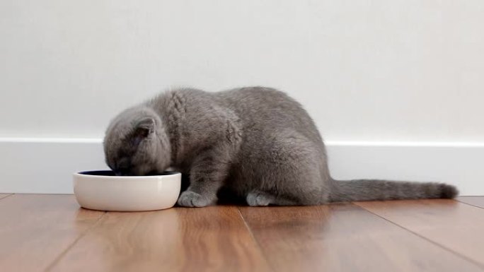垂耳式灰色英国小猫从陶瓷碗中进食