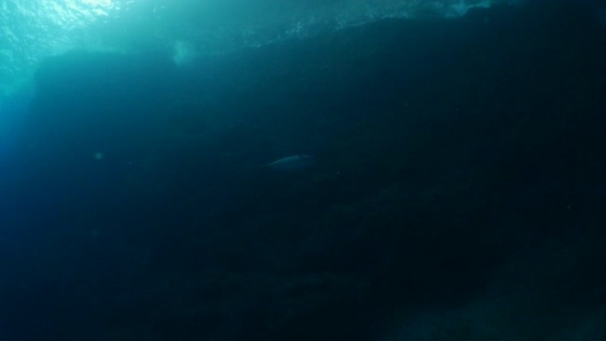 狗牙金枪鱼在日本小笠原海底峡谷游泳