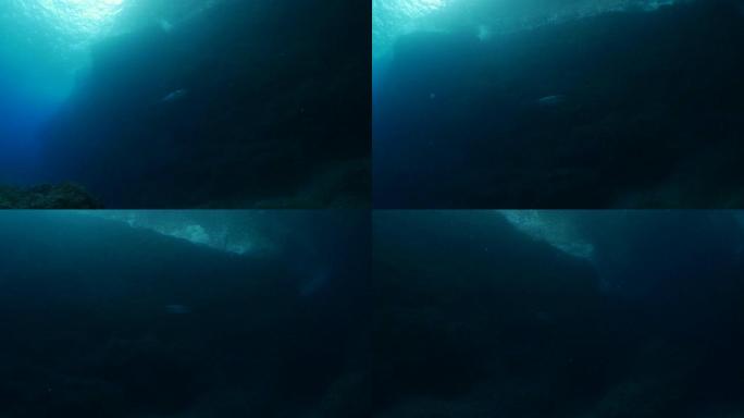 狗牙金枪鱼在日本小笠原海底峡谷游泳