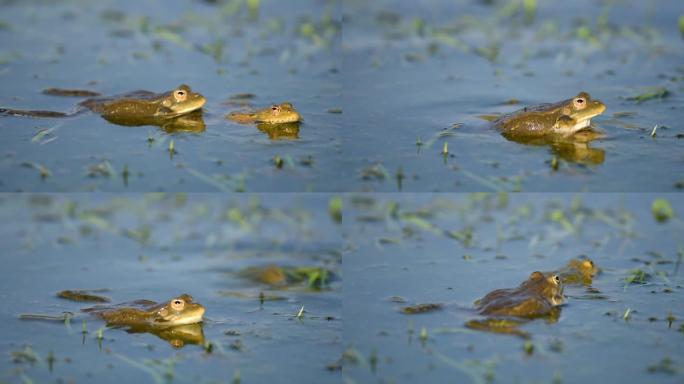 绿色沼泽青蛙在池塘里呱呱叫和交配。Pelophylax ridibundus