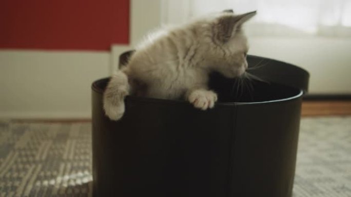 一只可爱的模糊小猫把头从帽子盒里伸出来