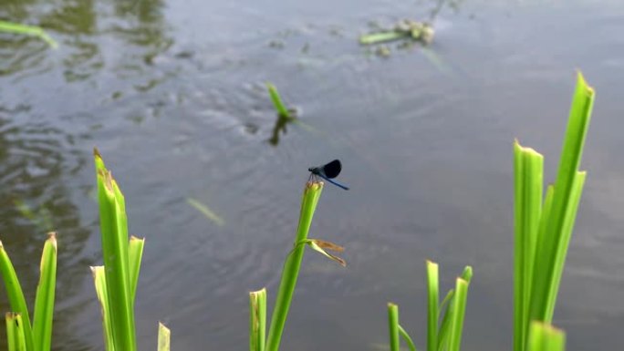 蓝色蜻蜓的特写镜头，它坐在河边的一根摇摆的草柄上，展开，折叠翅膀。4K。