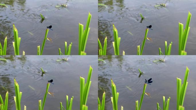 蓝色蜻蜓的特写镜头，它坐在河边的一根摇摆的草柄上，展开，折叠翅膀。4K。