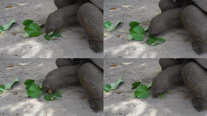 塞舌尔的巨型乌龟