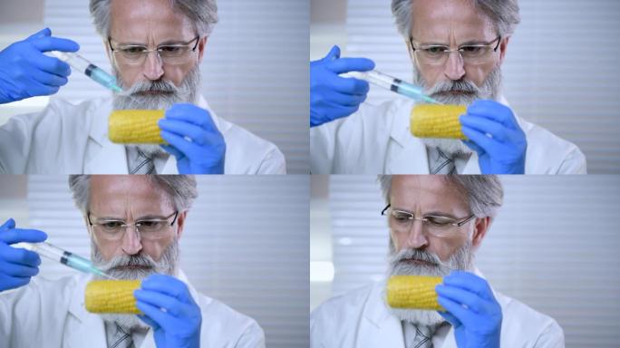 科学家检查玉米质量