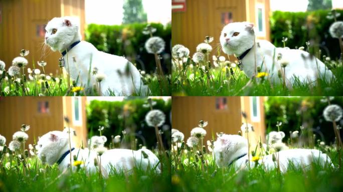 可爱的草地猫
