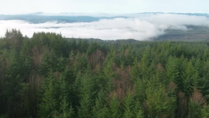 伐木业和可再生森林的鸟瞰图。