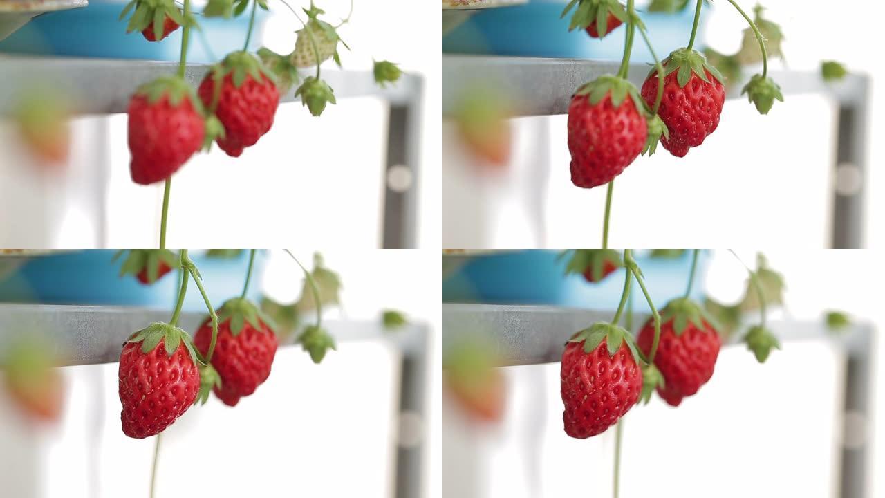 在种植园中关闭一些成熟的草莓