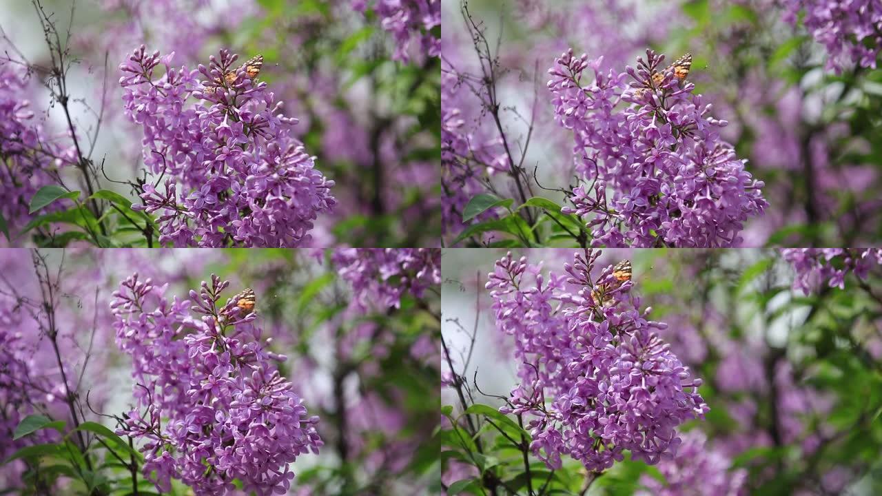 在阳光明媚的春天，花在盛开的丁香上画蝴蝶 (Vanessa Cynthia cardui)