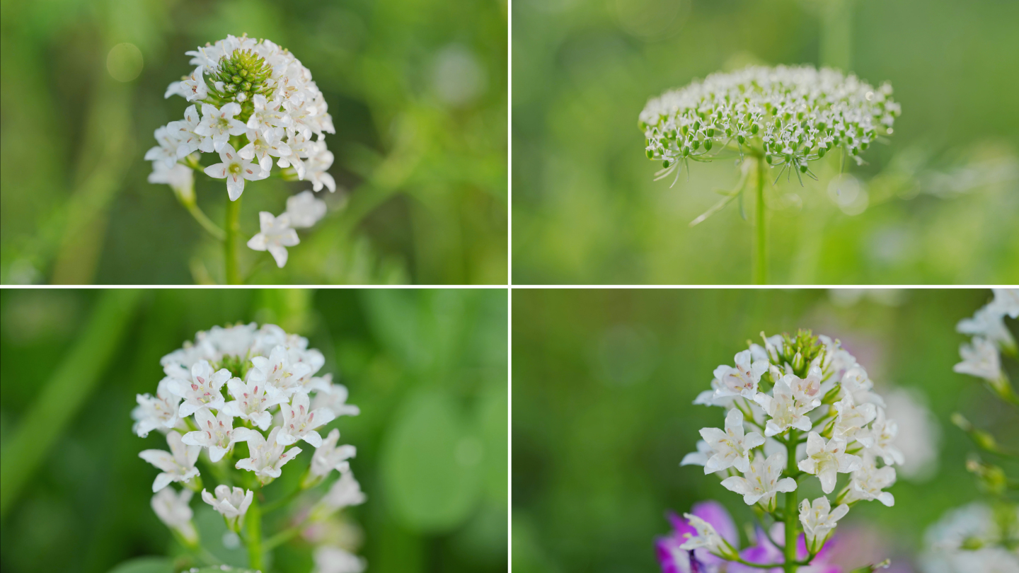 泽珍珠菜