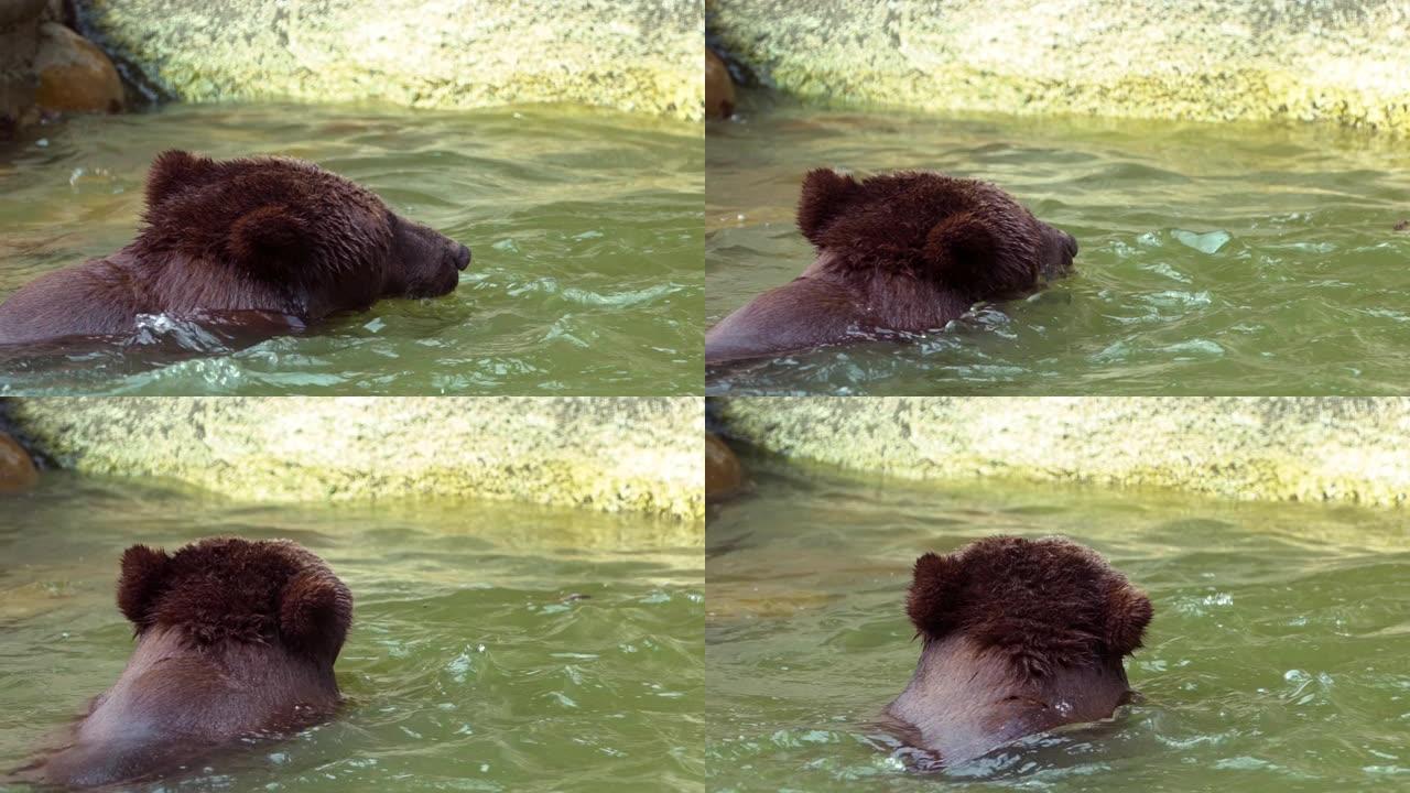 棕熊在河里沐浴的慢动作让精神焕发。成人Ursus Arctos