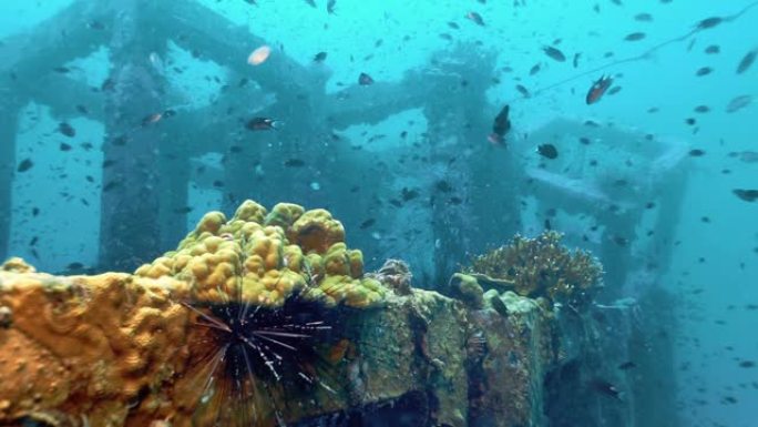 泰国披披岛水下珊瑚礁修复