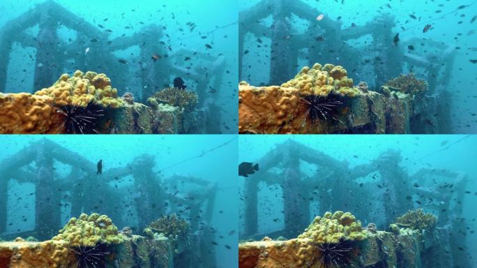 泰国披披岛水下珊瑚礁修复