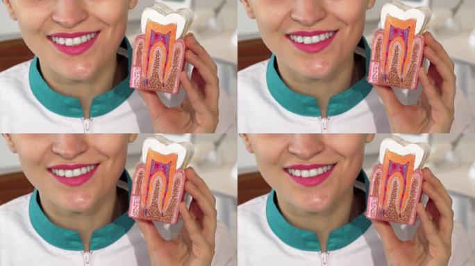 女牙医微笑着拿着牙齿模型对着镜头