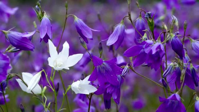 紫色弟兄们中的白色花铃