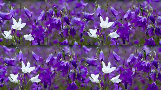 紫色弟兄们中的白色花铃