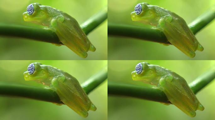 玻璃蛙在加勒比海森林的自然栖息地